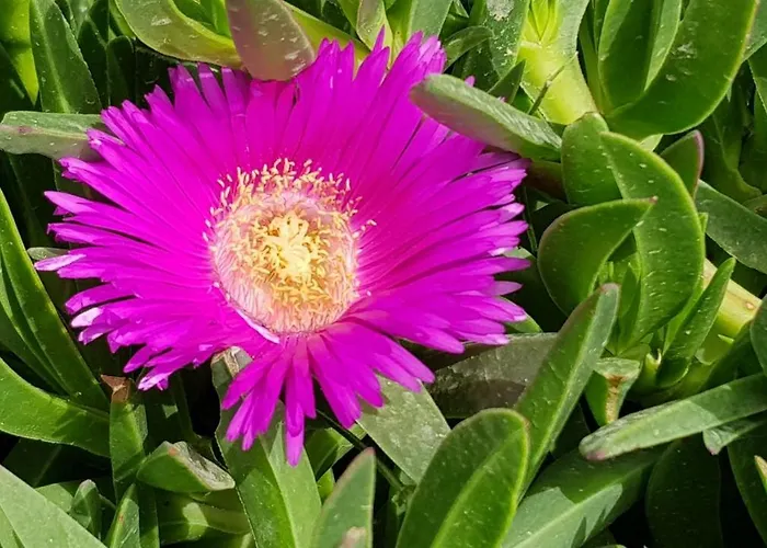 Apartment Agapanthus